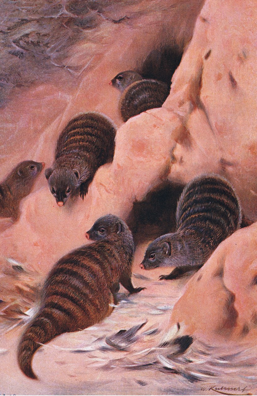 Mangusto bandado, ilustração da vida selvagem do mundo, c.1910 de Wilhelm Kuhnert