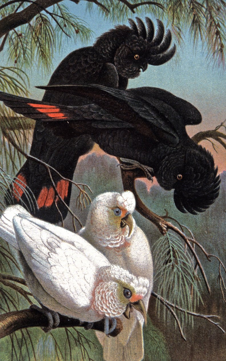 Catatua de Banks, c.1910 (ilustração) de Wilhelm Kuhnert