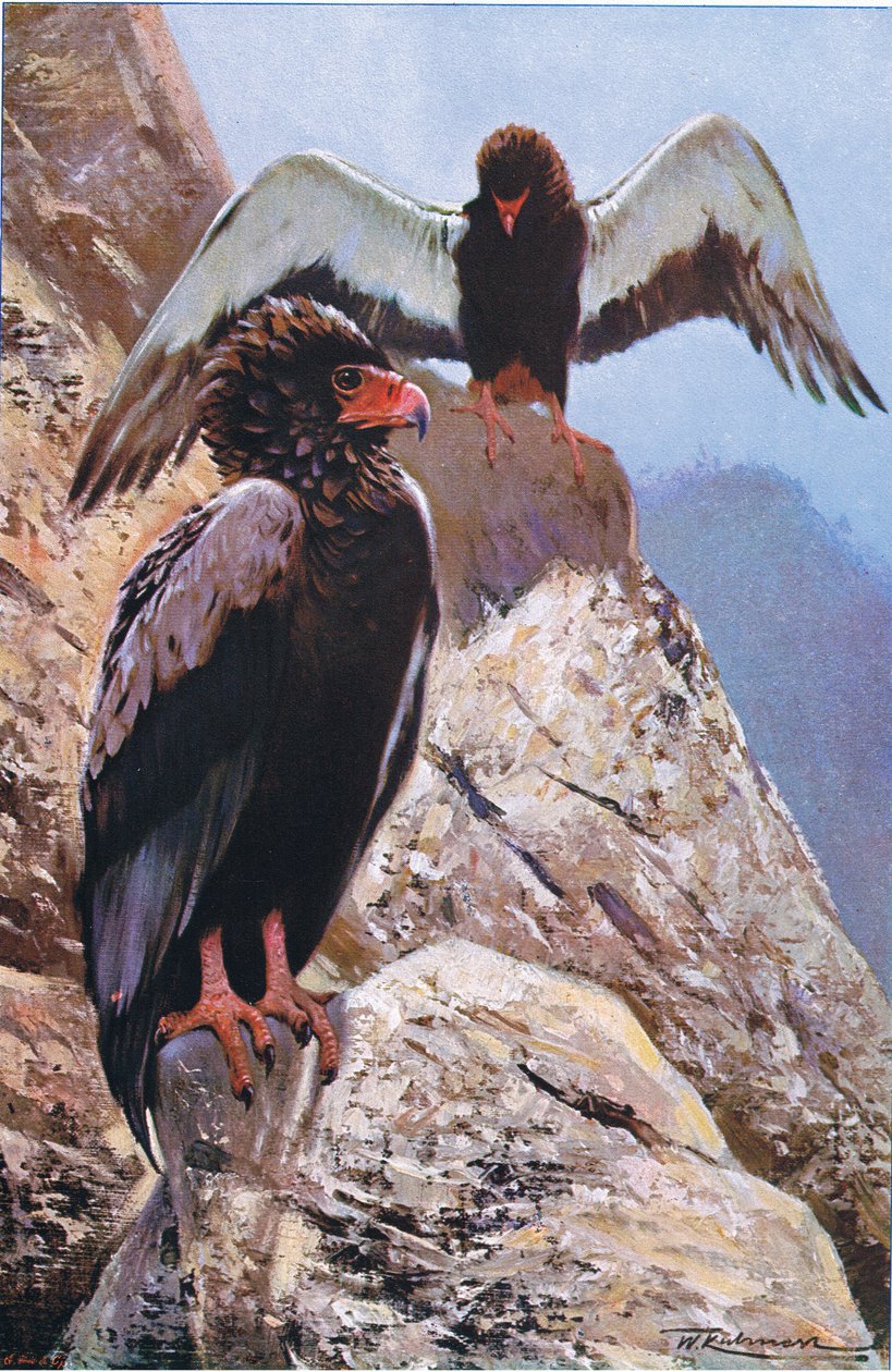 Águia Bateleur, ilustração deWildlife of the World, c.1910 de Wilhelm Kuhnert
