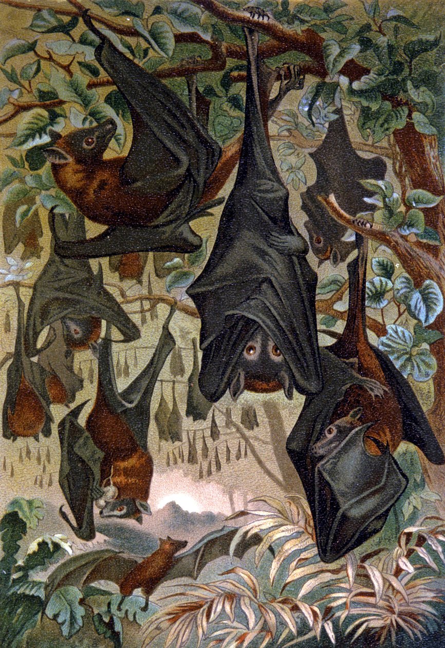 Morcegos de Wilhelm Kuhnert