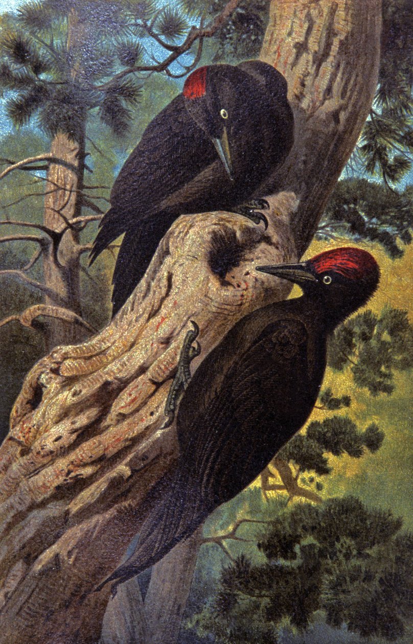 Pica-pau-preto, c.1910 (ilustração) de Wilhelm Kuhnert