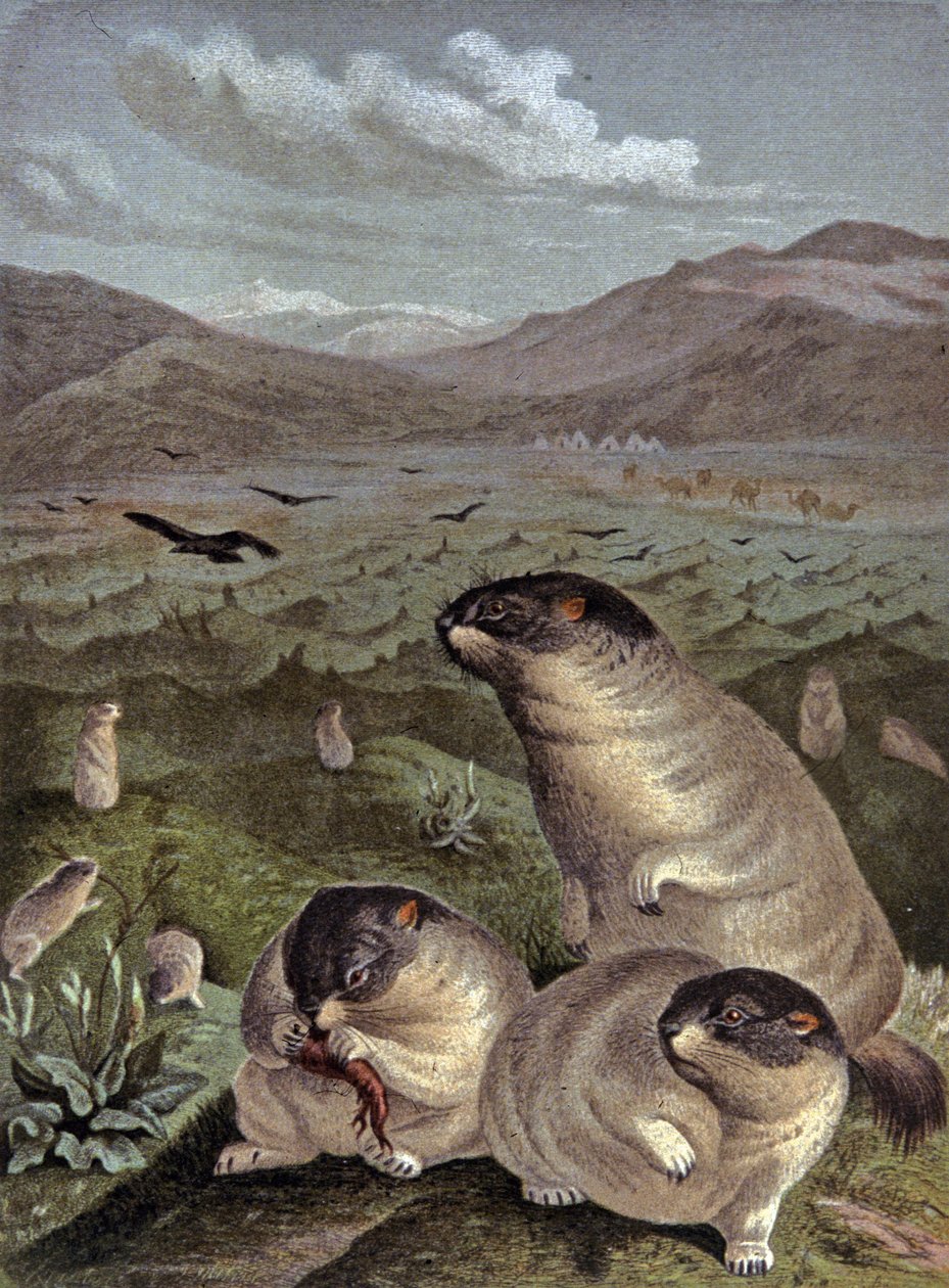 Porquinho-da-índia Bobak de Wilhelm Kuhnert