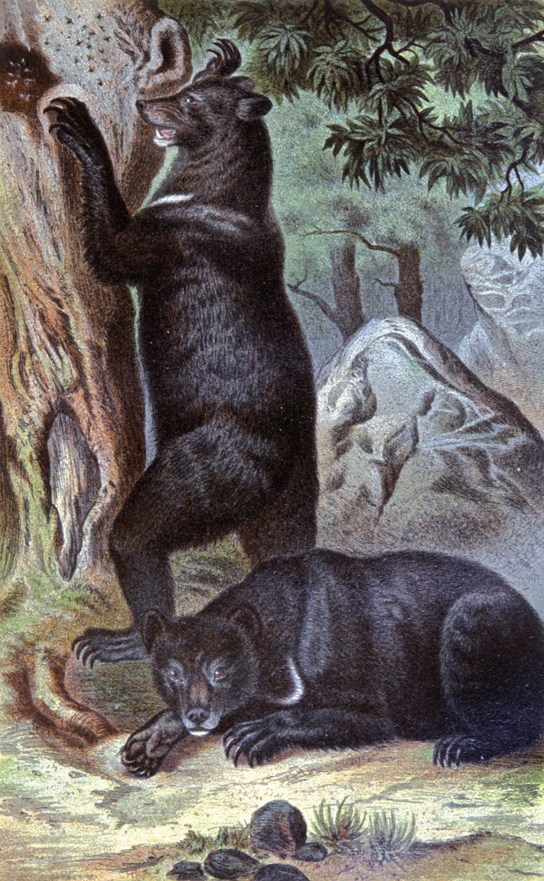 Ursos castanhos, c.1884 (cromo) de Wilhelm Kuhnert