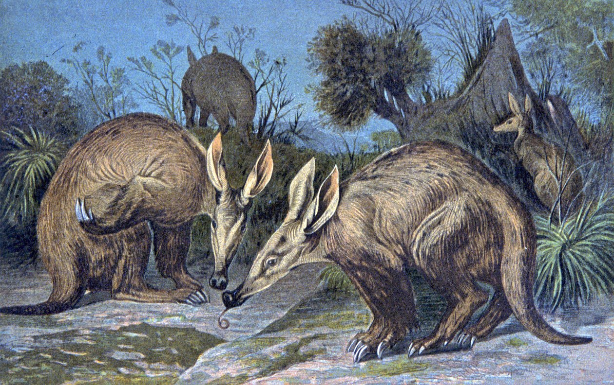 Aardvark do Cabo, porco de terra de Wilhelm Kuhnert