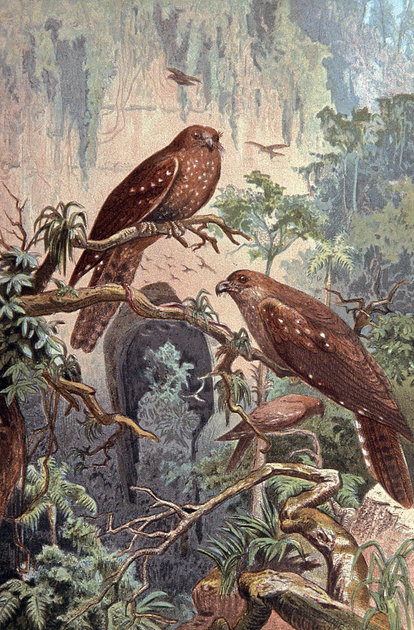 Caverna Guacharo, c.1910 (ilustração) de Wilhelm Kuhnert