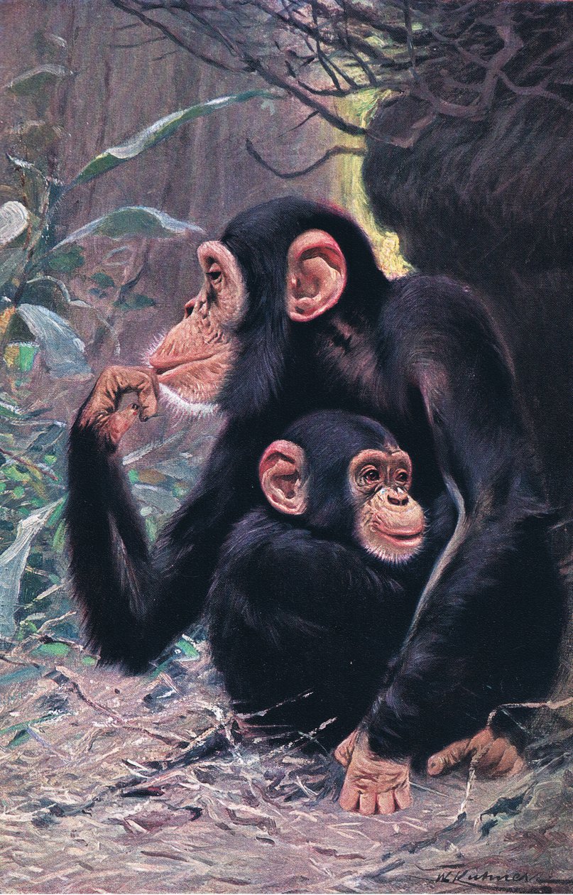 Chimpanzé, ilustração da vida selvagem do mundo, c.1910 de Wilhelm Kuhnert