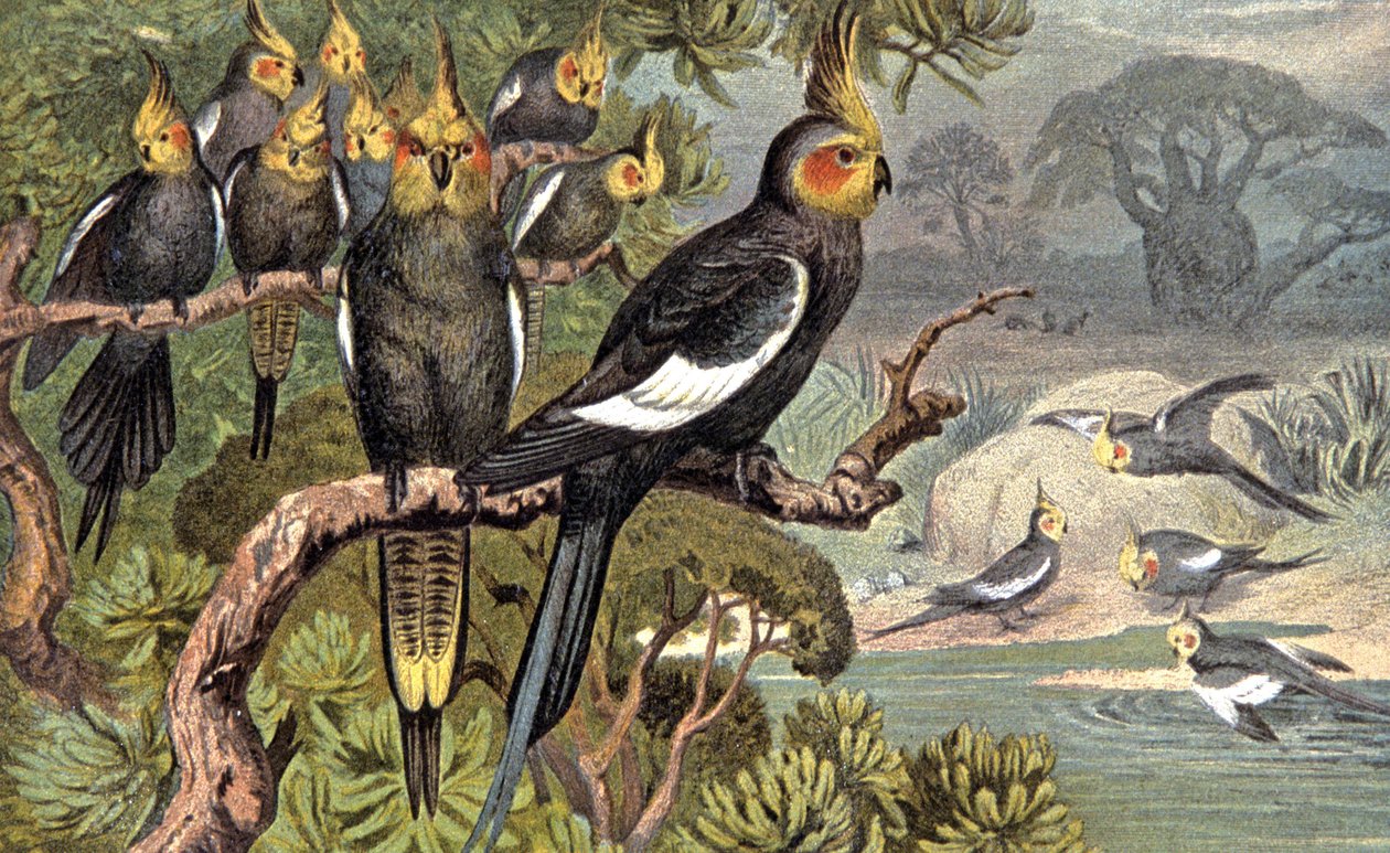 Catatua, c.1910 (ilustração) de Wilhelm Kuhnert