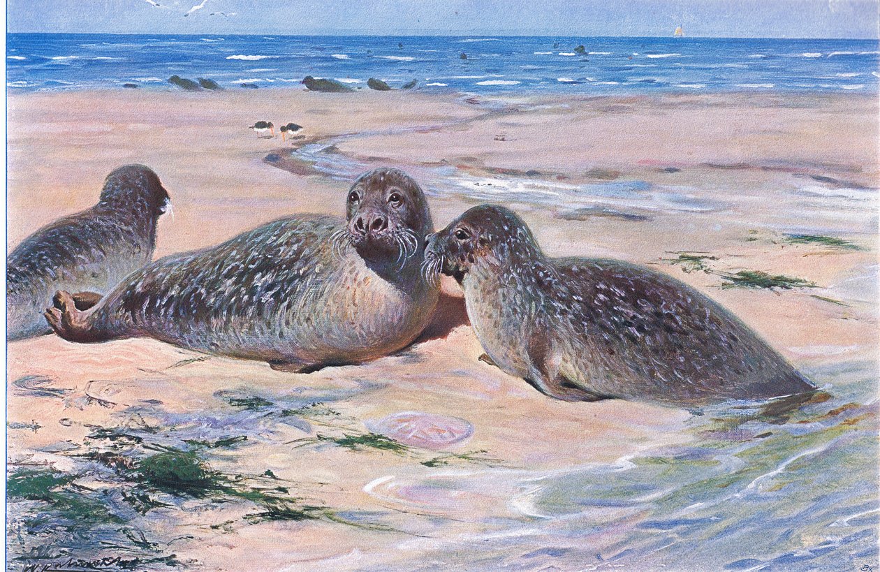Selo Comum, da Vida Selvagem do Mundo, publicado por Frederick Warne & Co, c.1900 de Wilhelm Kuhnert