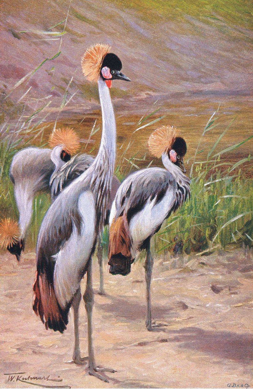 Grou-coroado, ilustração da vida selvagem do mundo, c.1910 de Wilhelm Kuhnert