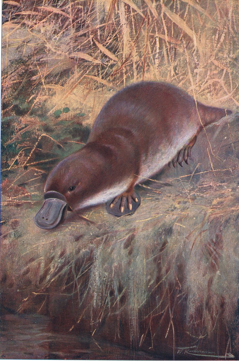 Ave de bico, ilustração da vida selvagem do mundo, c.1910 de Wilhelm Kuhnert