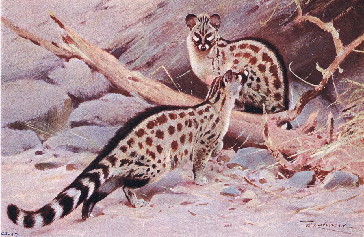 Dungola Genet, ilustração da vida selvagem do mundo, c.1910 de Wilhelm Kuhnert