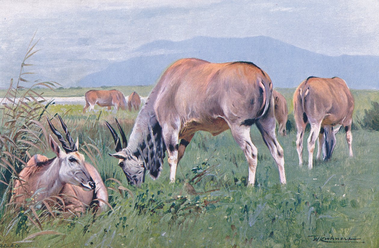 Eland, ilustração da vida selvagem do mundo, c.1910 de Wilhelm Kuhnert