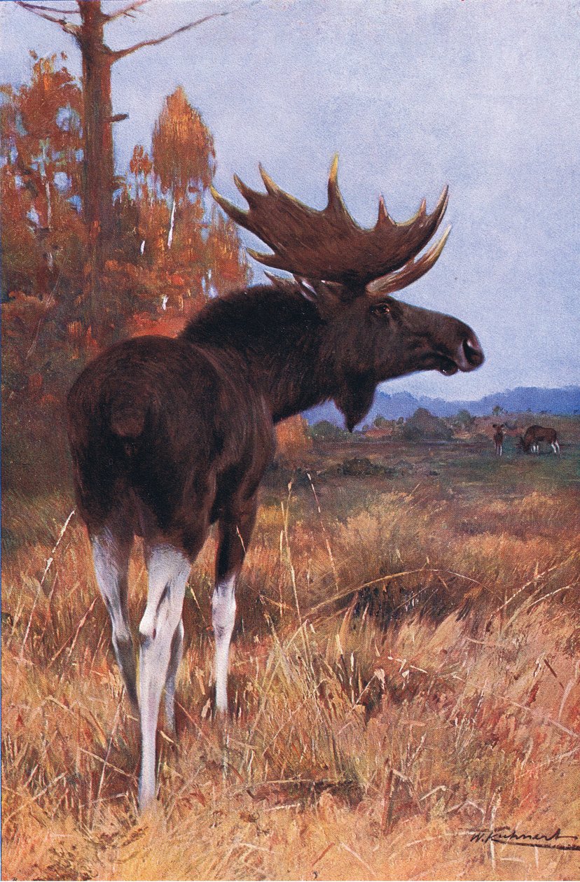 Alce ou alce, da vida selvagem do mundo, publicado por Frederick Warne & Co, c.1900 de Wilhelm Kuhnert
