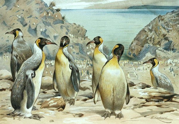 Pinguim Imperador, prato de "Brehms Tierleben": Allgemeine Kunde des Tierreichs", vol.6, p.170, publicado pelo Bibliographisches Institut de Wilhelm Kuhnert