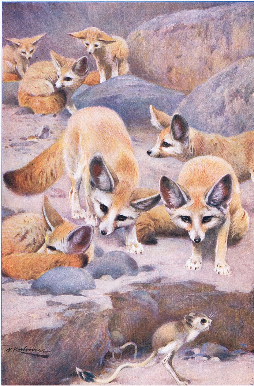 Fennec e Jerboa, ilustração da vida selvagem do mundo, c.1910 de Wilhelm Kuhnert