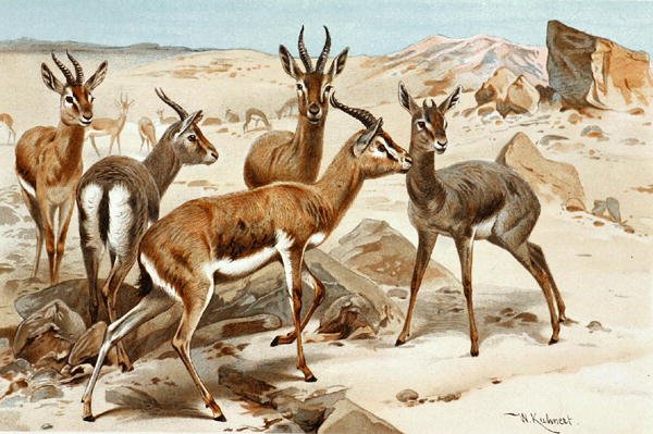 Gazelas, prato de "Brehms Tierleben": Allgemeine Kunde des Tierreichs", vol. 3, p. 9, publicado pelo Bibliographisches Institut de Wilhelm Kuhnert