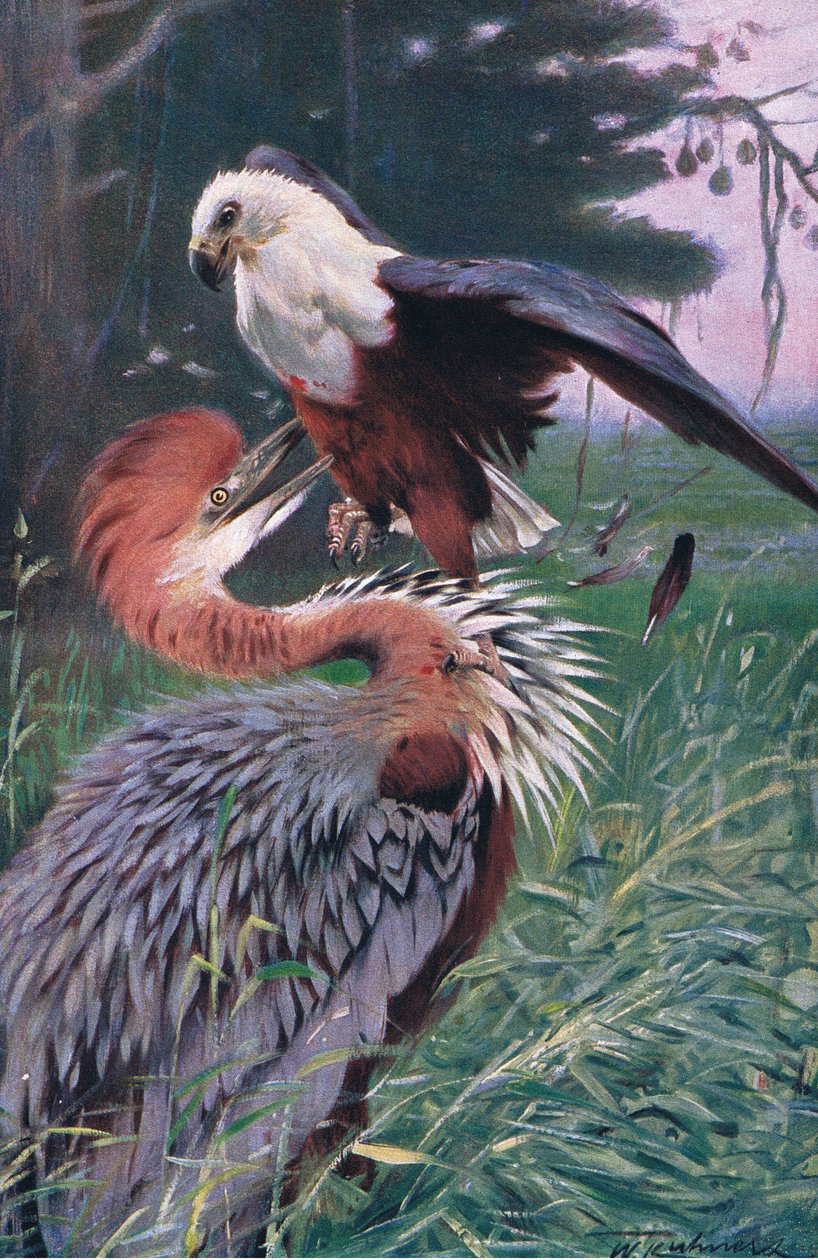 Garça-gigante e a águia do mar, ilustração da vida selvagem do mundo, c.1910 de Wilhelm Kuhnert