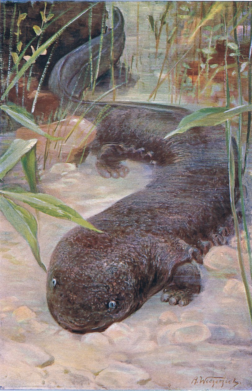 Salamandra Gigante, da Vida Selvagem do Mundo, publicada por Frederick Warne & Co, c.1900 de Wilhelm Kuhnert