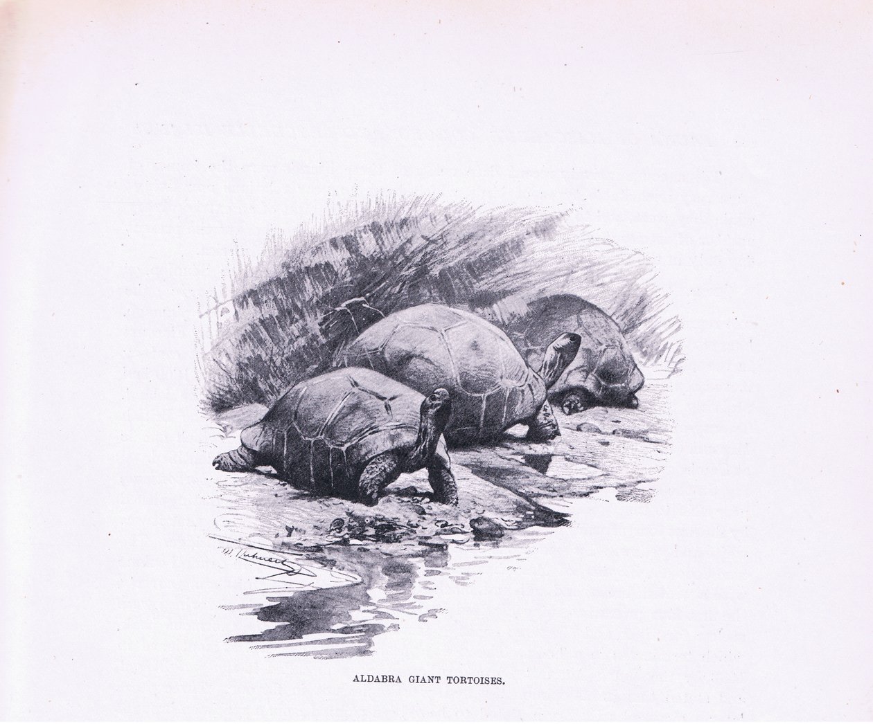 Tartarugas gigantes, ilustração fromWildlife do mundo, c.1910 de Wilhelm Kuhnert