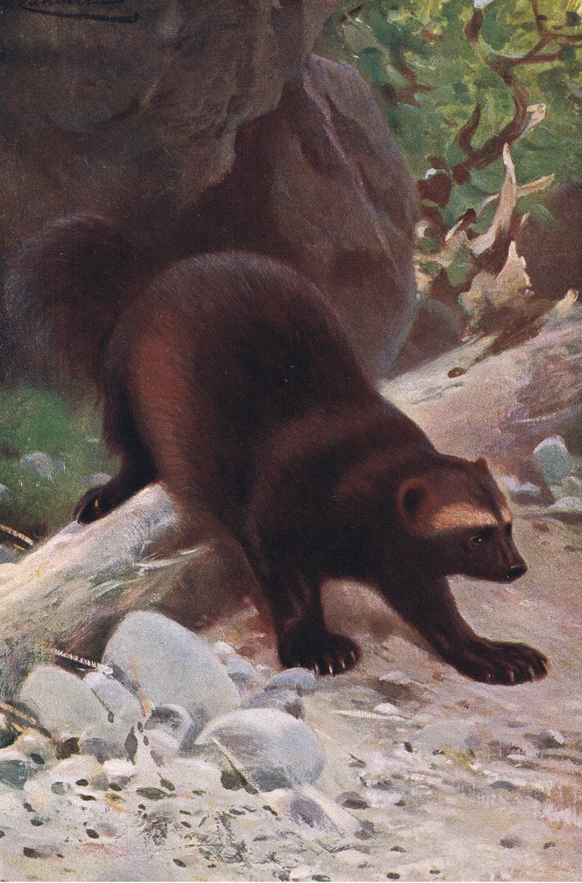 Glutton ou Wolverine, da vida selvagem do mundo, publicado por Frederick Warne & Co, c.1900 de Wilhelm Kuhnert