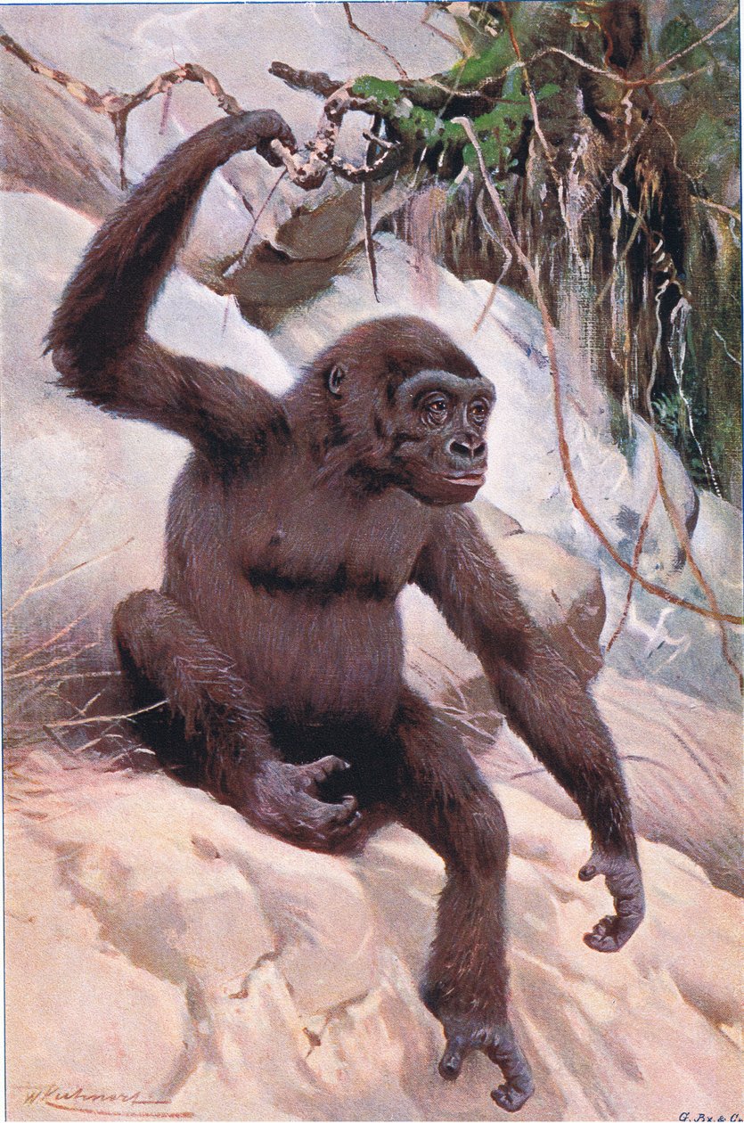 Gorila, ilustração da vida selvagem do mundo, c.1910 de Wilhelm Kuhnert