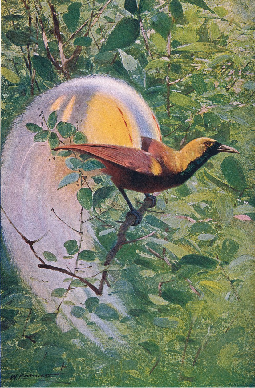 Grande ave do paraíso, ilustração fromWildlife of the World, c.1910 de Wilhelm Kuhnert