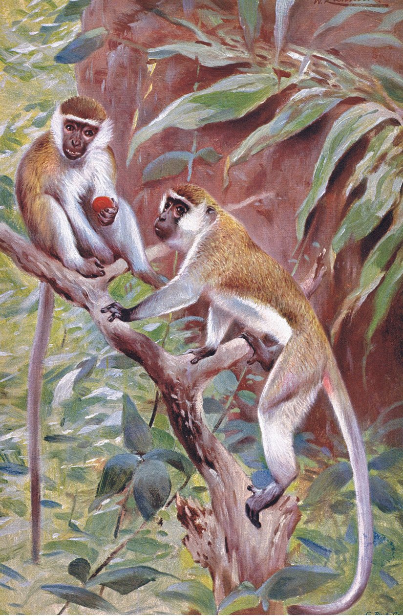 Macaco verde, ilustração fromWildlife do mundo, c.1910 de Wilhelm Kuhnert
