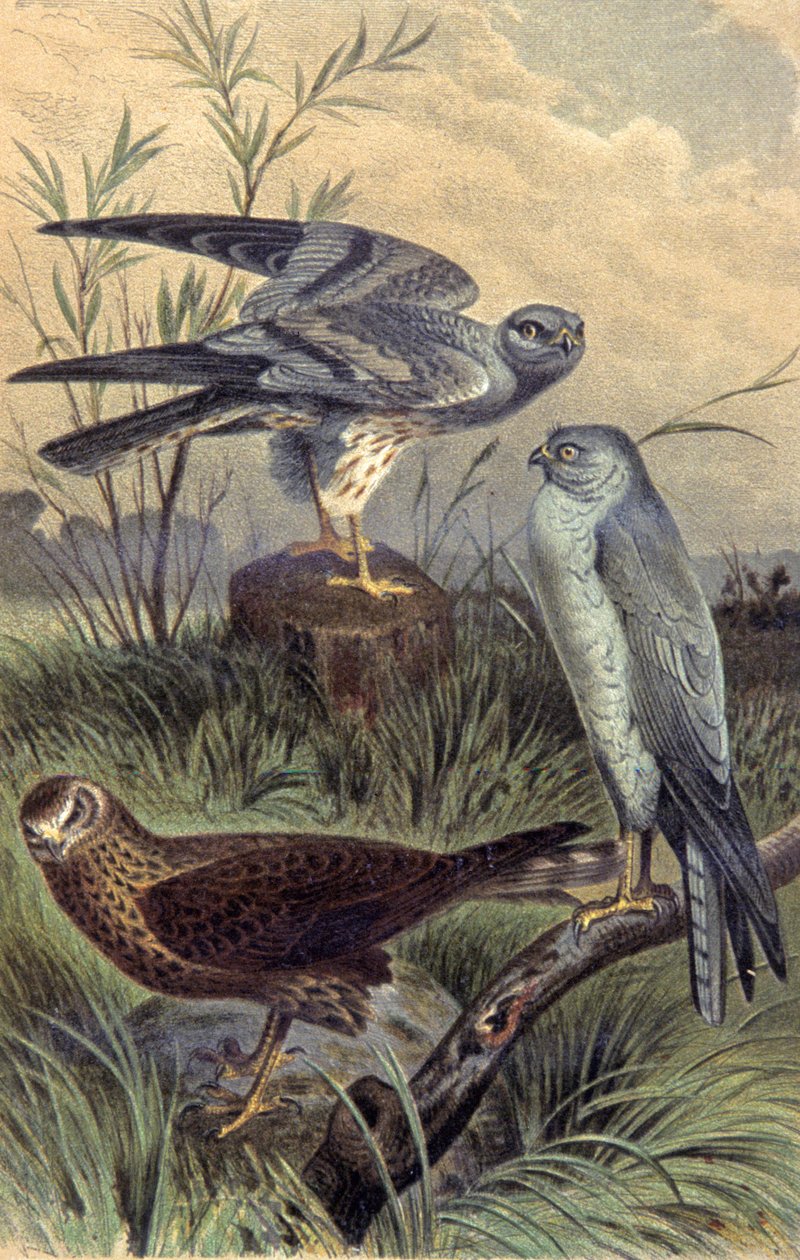 Harriers, c.1910 (ilustração) de Wilhelm Kuhnert