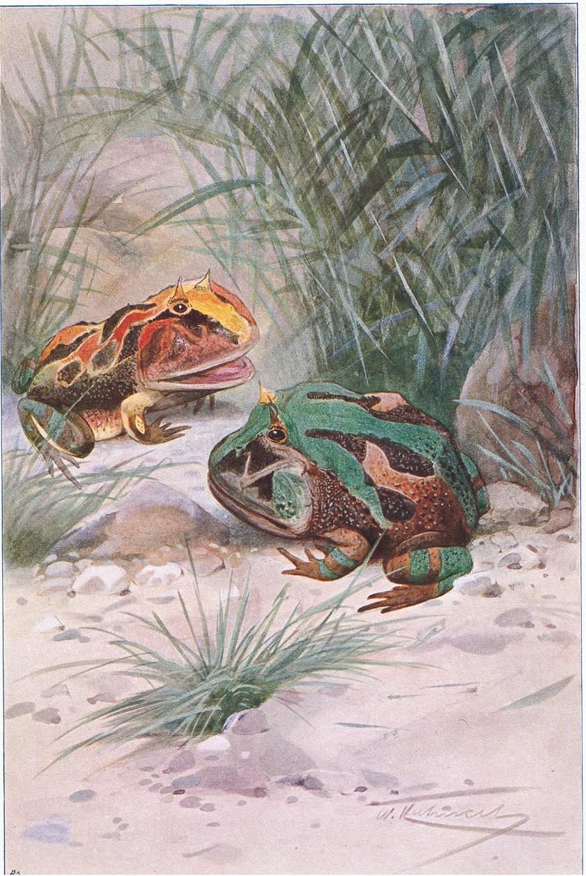 Sapo com chifres, da vida selvagem do mundo, publicado por Frederick Warne & Co, c.1900 de Wilhelm Kuhnert