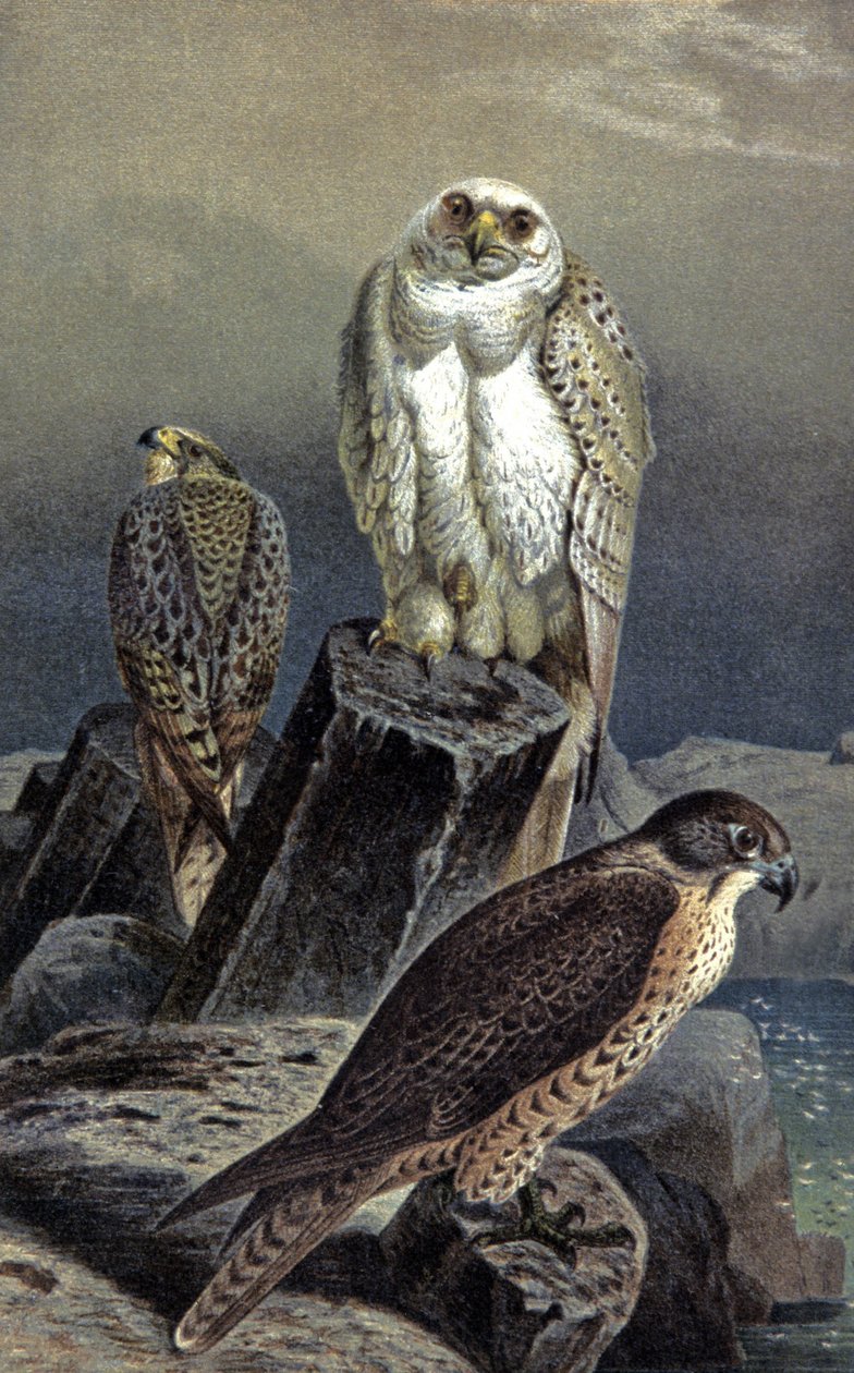 Falcão de caça, c.1910 (ilustração) de Wilhelm Kuhnert