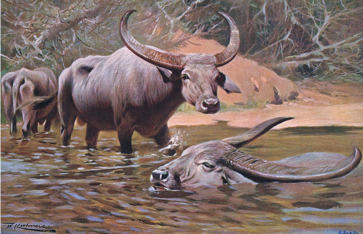 Búfalo indiano, da vida selvagem do mundo, publicado por Frederick Warne & Co, c.1900 de Wilhelm Kuhnert