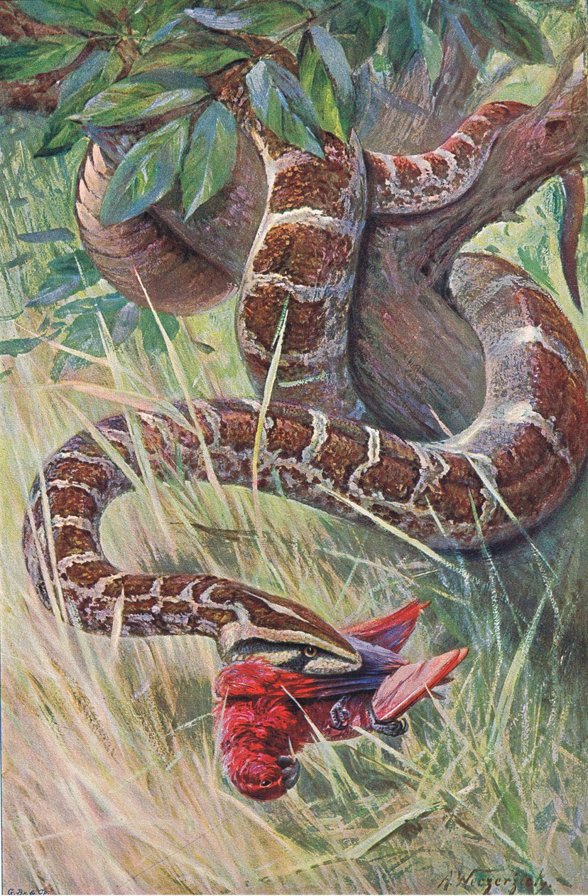 Pitão-indiano, da vida selvagem do mundo, publicado por Frederick Warne & Co, c.1900 de Wilhelm Kuhnert