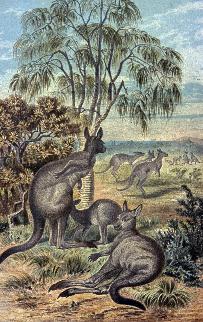 Cangurus de Wilhelm Kuhnert