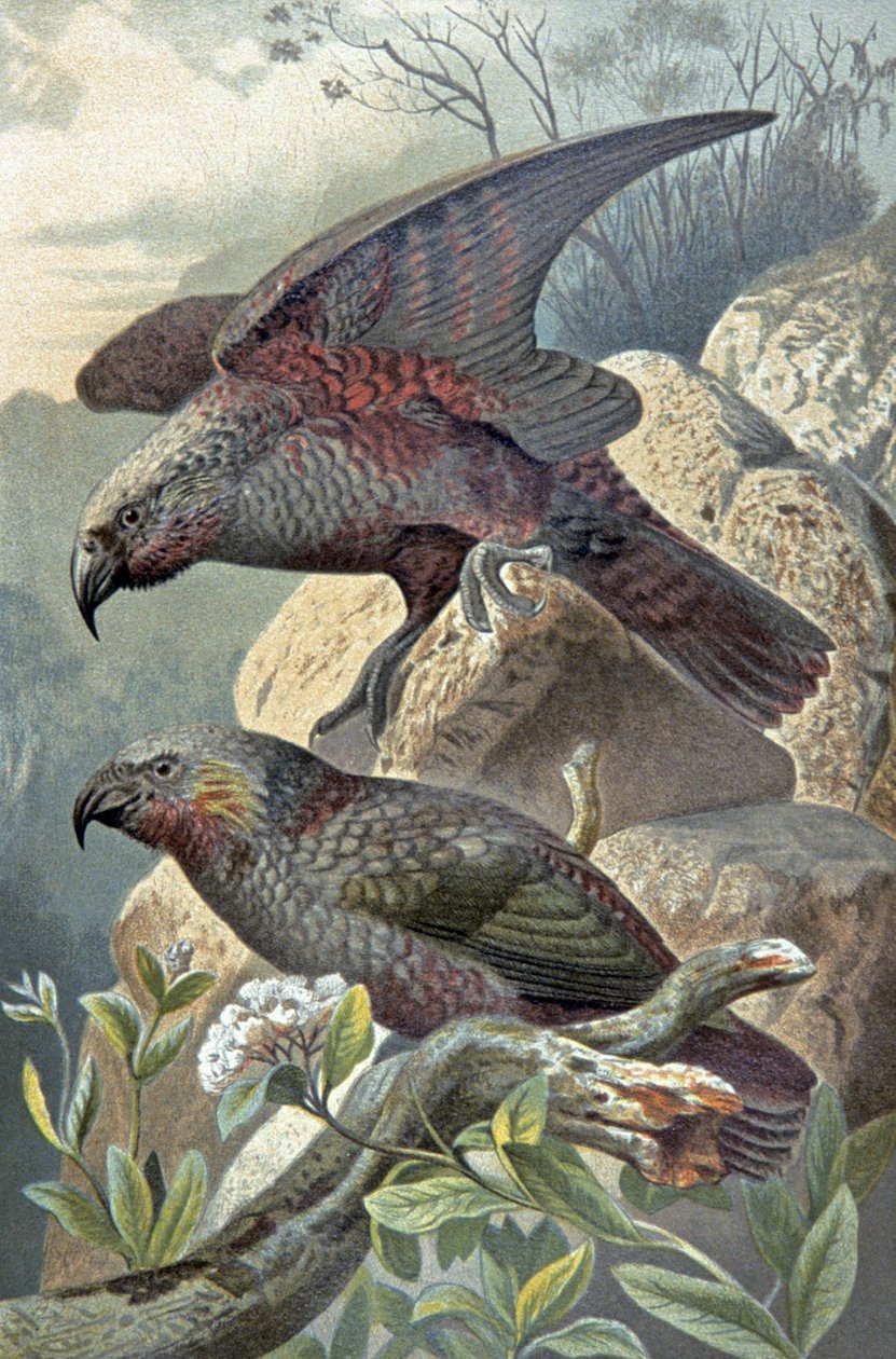 Kea, Nestor notabilis, c.1910 (ilustração) de Wilhelm Kuhnert