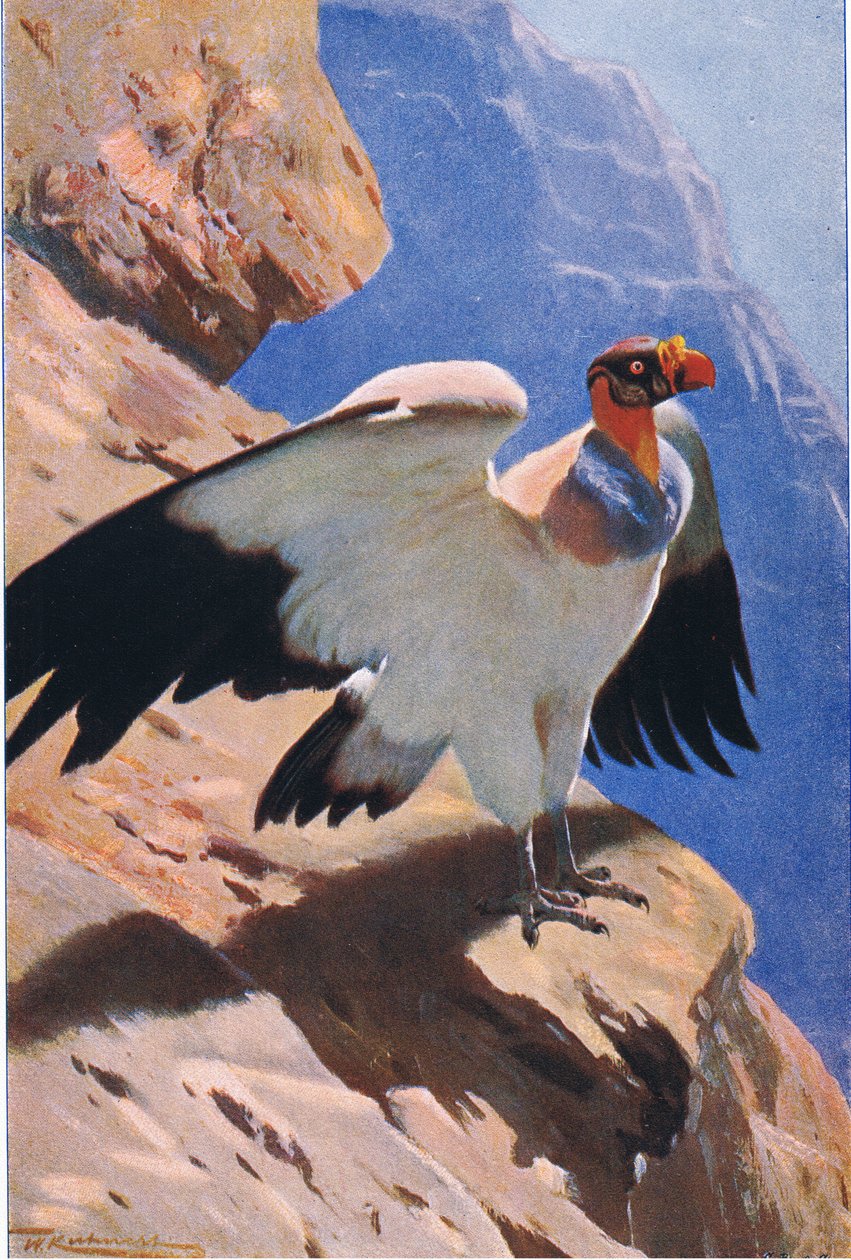 Rei Abutre, da vida selvagem do mundo, publicado por Frederick Warne & Co, c.1900 de Wilhelm Kuhnert