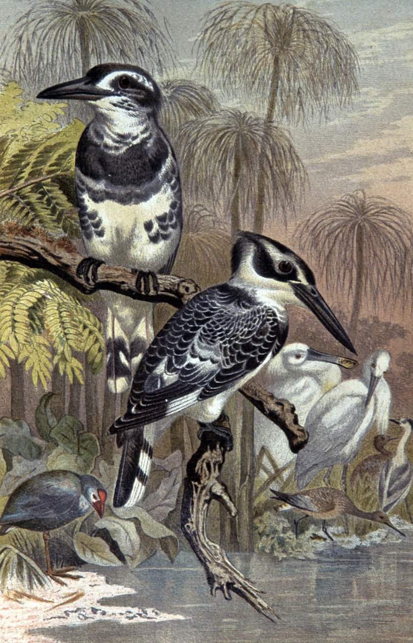 Martim-pescadores, c.1910 (ilustração) de Wilhelm Kuhnert