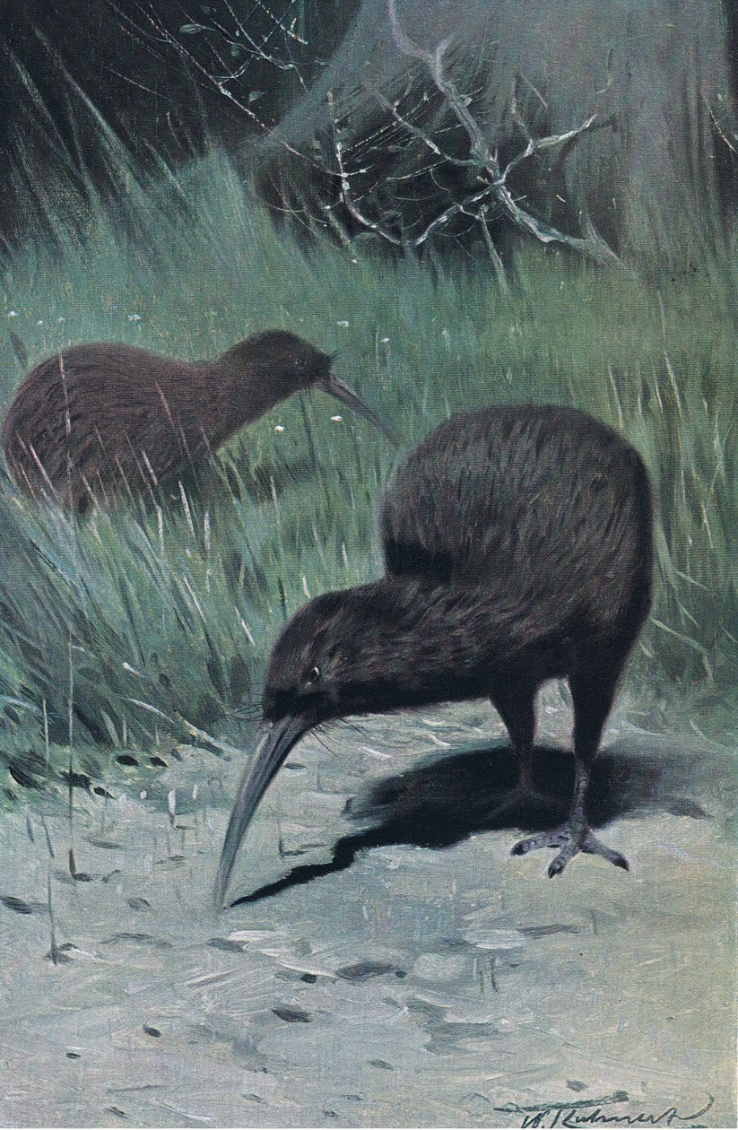 Kiwi, ilustração da vida selvagem do mundo, c.1910 de Wilhelm Kuhnert