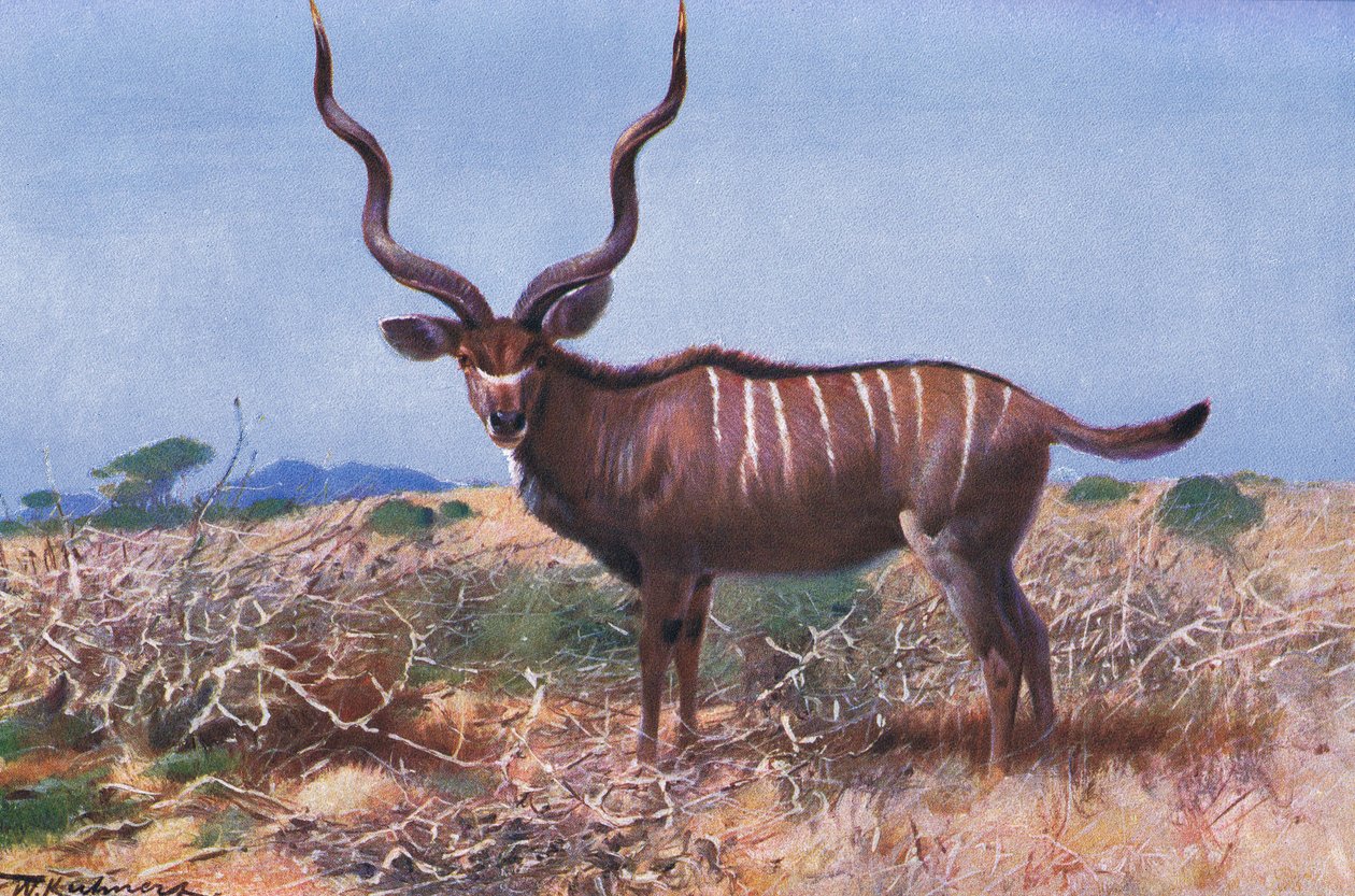 Kudu, ilustração da vida selvagem do mundo, c.1910 de Wilhelm Kuhnert