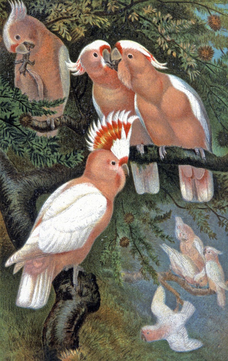 Catatua de Leadbeater, c.1910 (ilustração) de Wilhelm Kuhnert