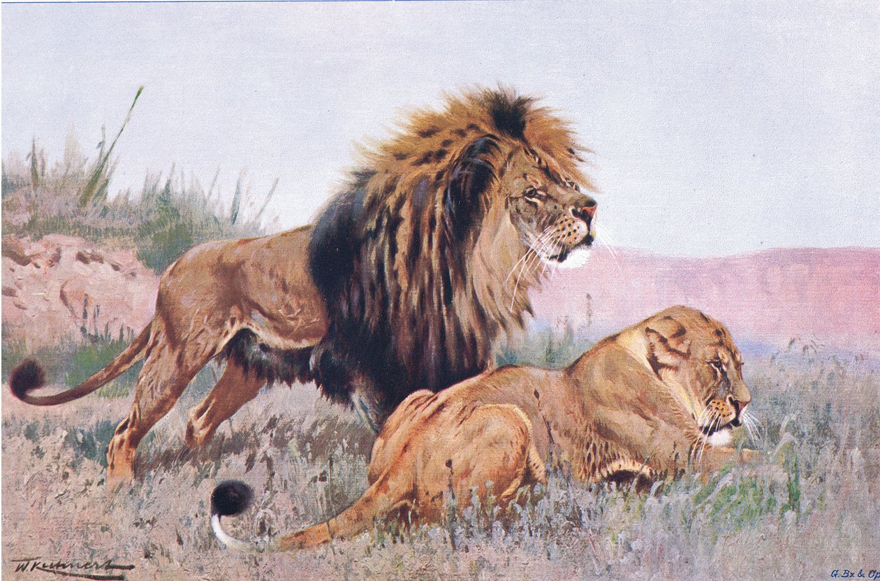 Leão e leoa, ilustração da vida selvagem do mundo, c.1910 de Wilhelm Kuhnert