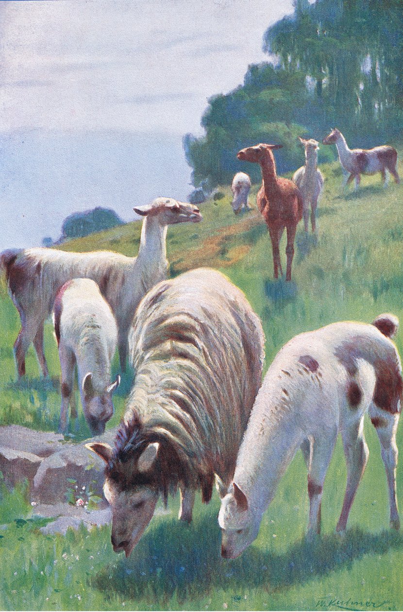 Llama, da vida selvagem do mundo, publicado por Frederick Warne & Co, c.1900 de Wilhelm Kuhnert