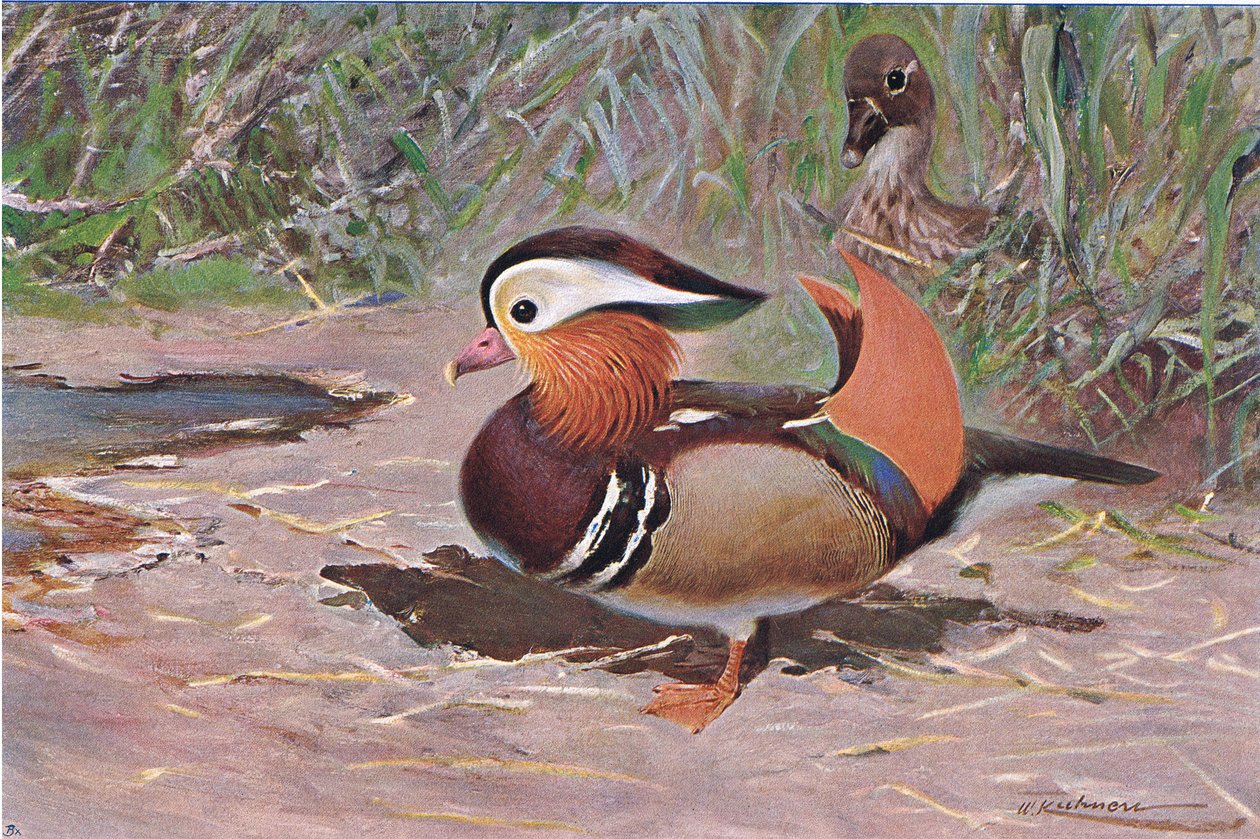 Pato Mandarim, da Vida Selvagem do Mundo, publicado por Frederick Warne & Co, c.1900 de Wilhelm Kuhnert