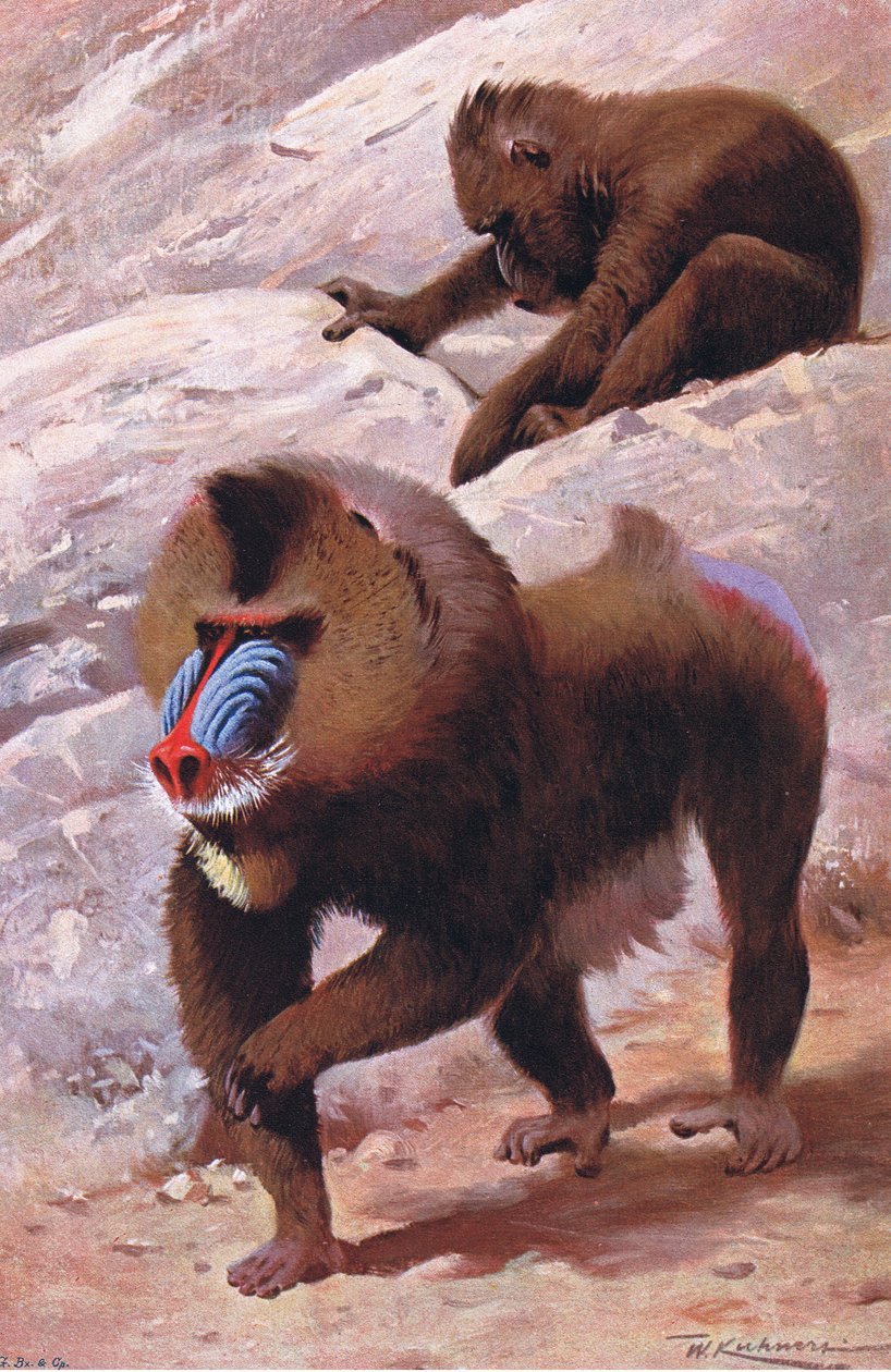 Mandril, ilustração da vida selvagem do mundo, c.1910 de Wilhelm Kuhnert