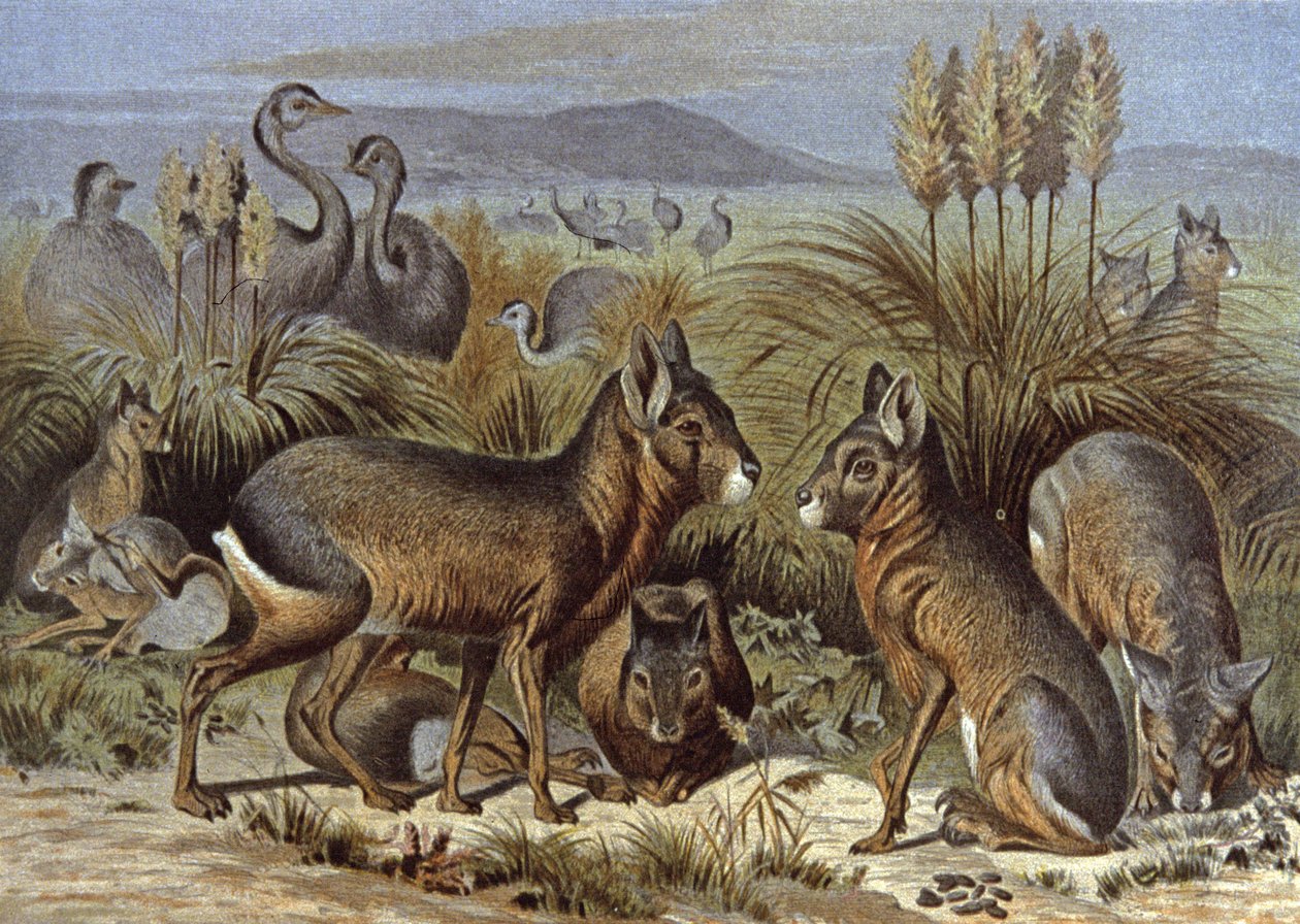 Mara ou Lebre da Patagónia de Wilhelm Kuhnert