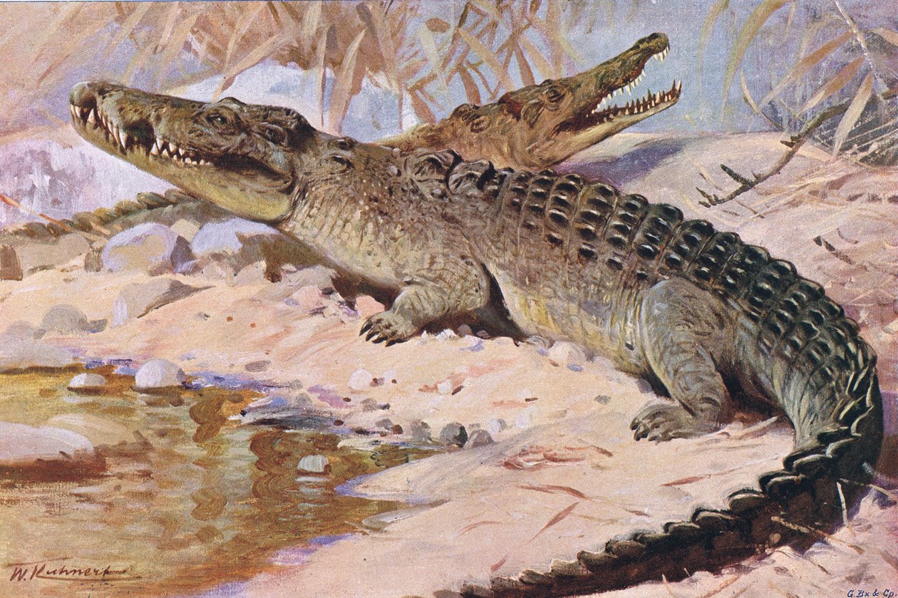 Crocodilo do Nilo, ilustração da vida selvagem do mundo, c.1910 de Wilhelm Kuhnert