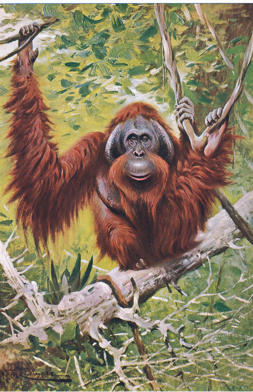 Orang, da vida selvagem do mundo, publicado por Frederick Warne & Co, c.1900 de Wilhelm Kuhnert