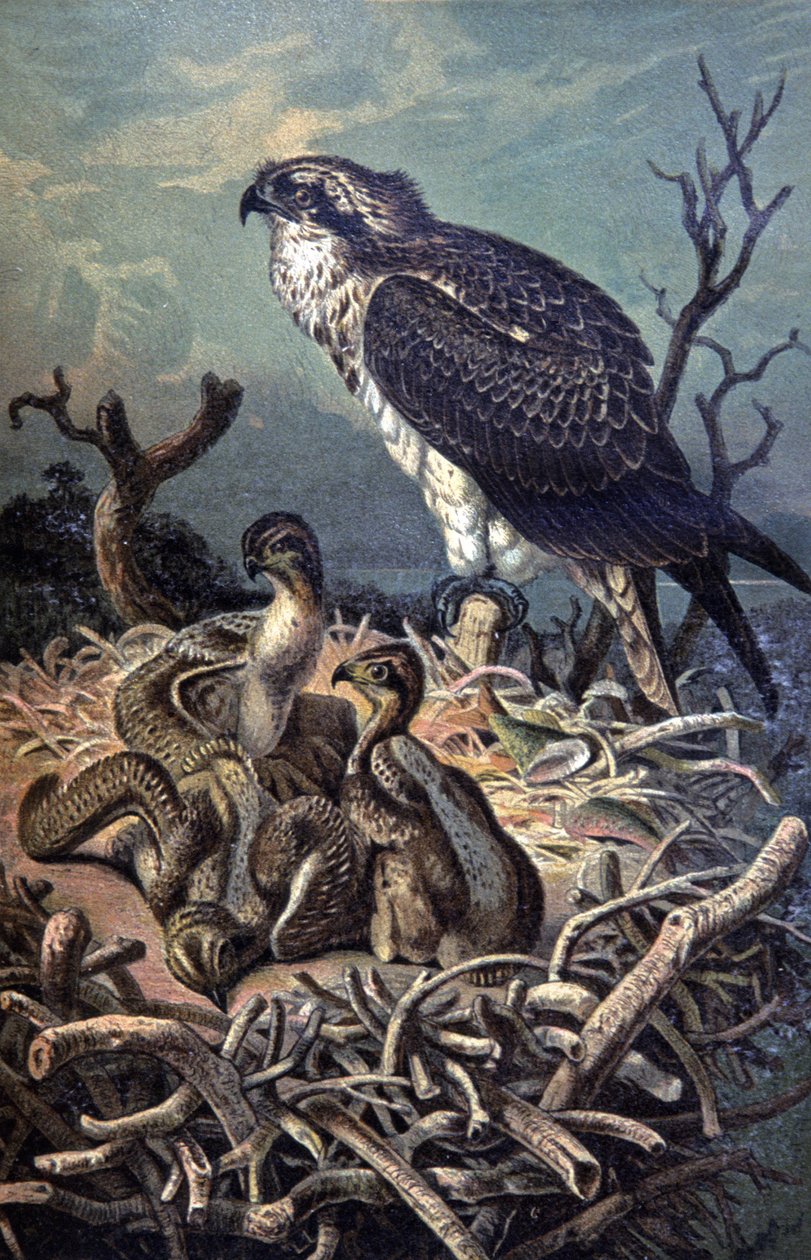 Osprey, c.1910 (ilustração) de Wilhelm Kuhnert