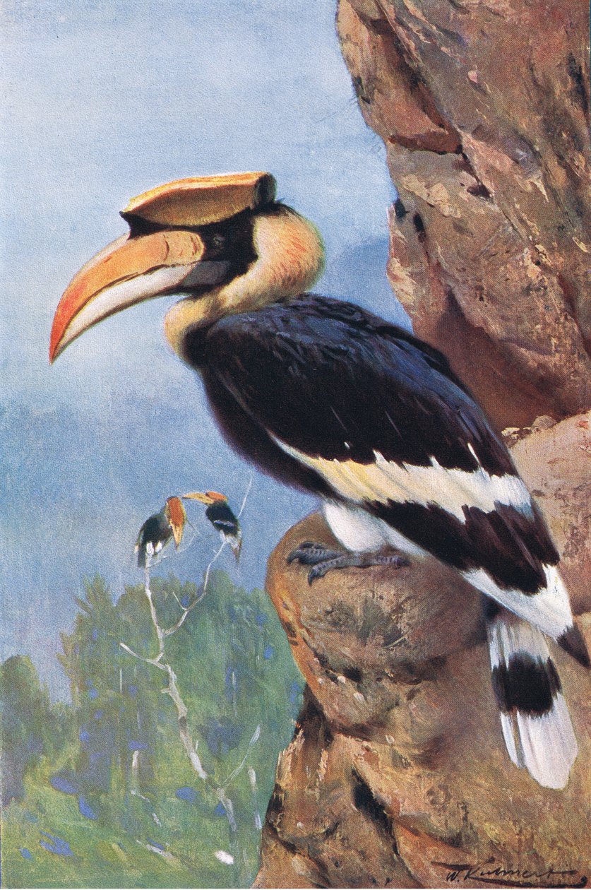 Pied Hornbill, da vida selvagem do mundo, publicado por Frederick Warne & Co, c.1900 de Wilhelm Kuhnert