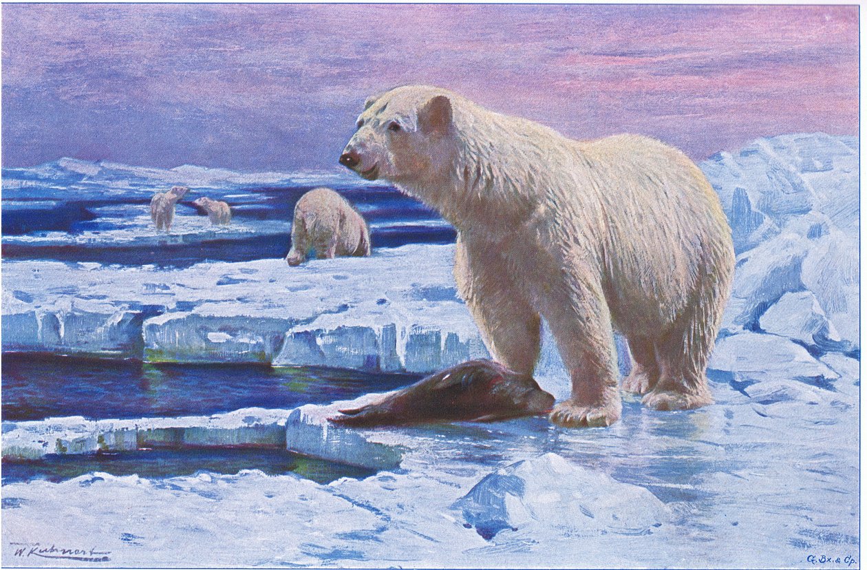 Urso Polar, da Vida Selvagem do Mundo, publicado por Frederick Warne & Co, c.1900 de Wilhelm Kuhnert