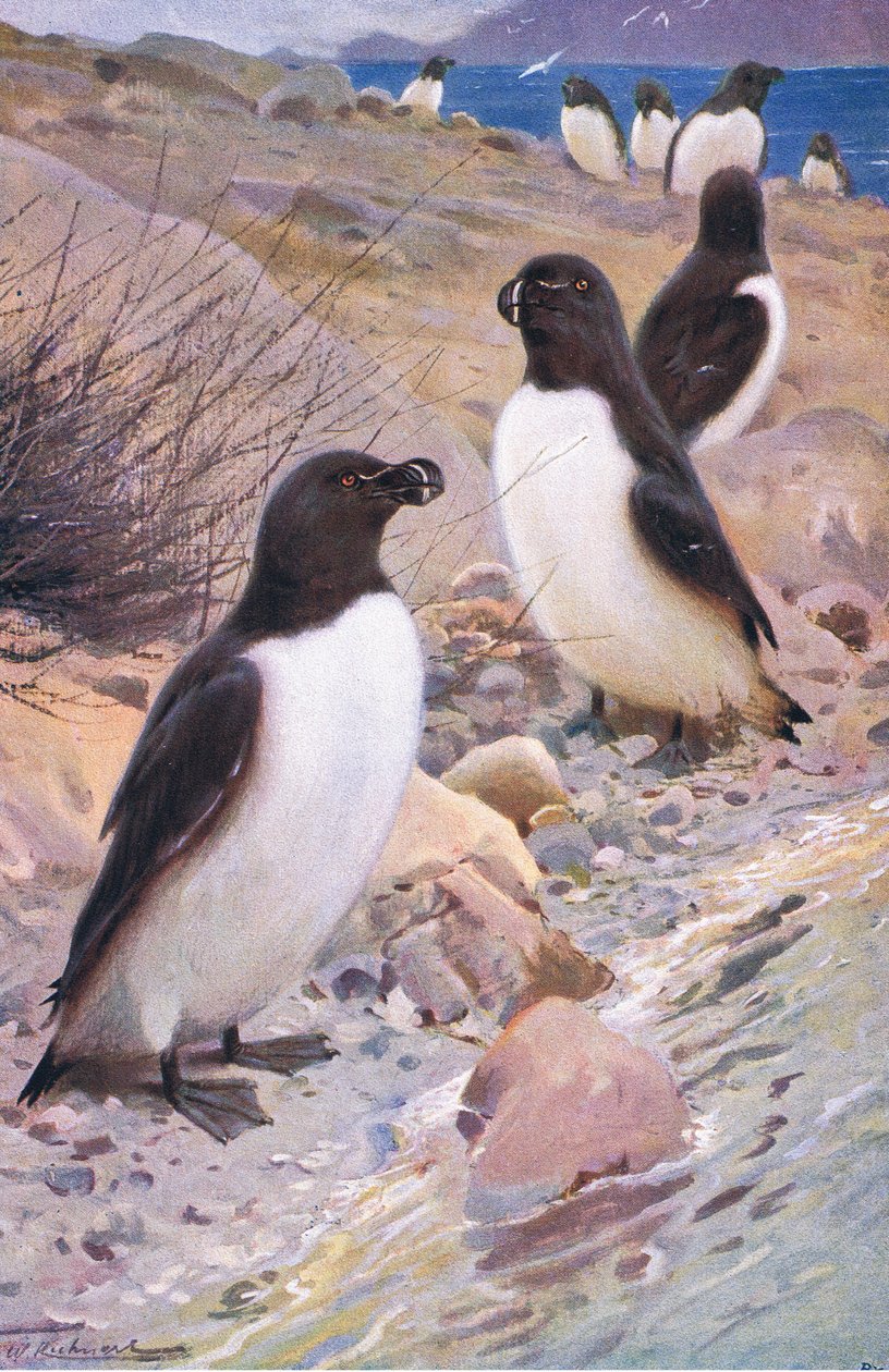 Razorbill, da vida selvagem do mundo, publicado por Frederick Warne & Co, c.1900 de Wilhelm Kuhnert